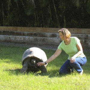 ALDABRA BREEDER