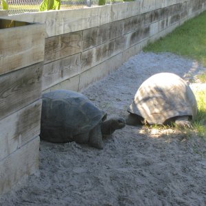 ALDABRA BREEDER