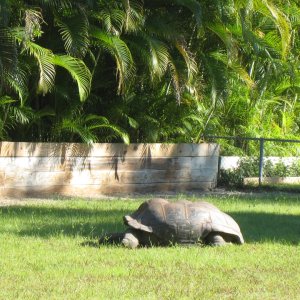 ALDABRA BREEDER