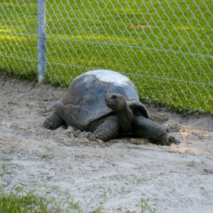 ALDABRA BREEDER