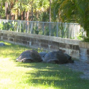 ALDABRA BREEDER