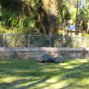 ALDABRA BREEDER
