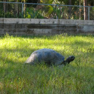 ALDABRA BREEDER