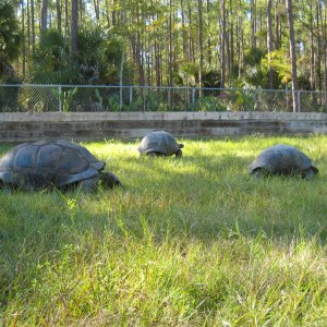 ALDABRA BREEDER