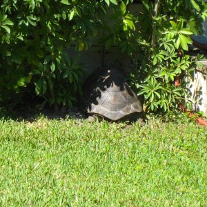 ALDABRA BREEDER
