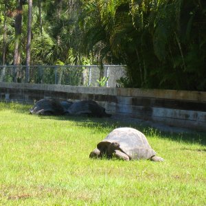 ALDABRA BREEDER