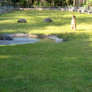 ALDABRA BREEDER
