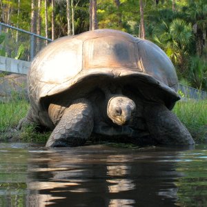 ALDABRA BREEDER