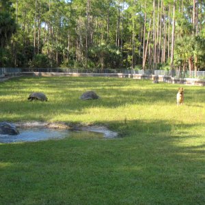 ALDABRA BREEDER
