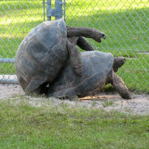 ALDABRA BREEDER