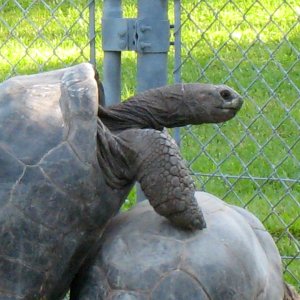ALDABRA BREEDER