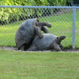 ALDABRA BREEDER