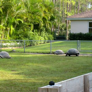 ALDABRA BREEDER