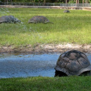 ALDABRA BREEDER