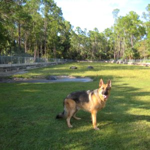 ALDABRA BREEDER