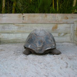 ALDABRA BREEDER