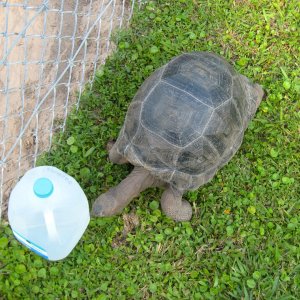 ALDABRA BREEDER