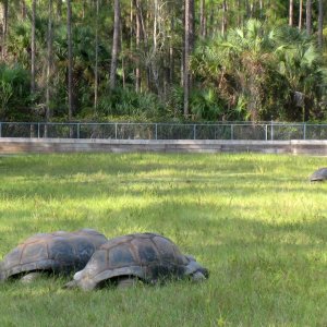 ALDABRA BREEDER