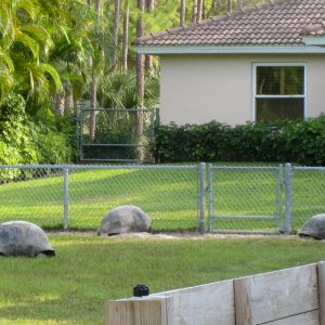 ALDABRA BREEDER