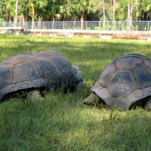 ALDABRA BREEDER