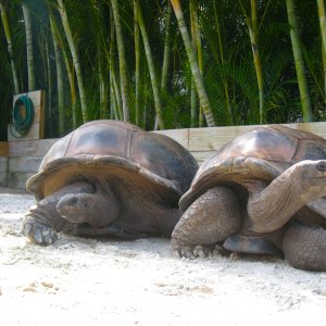 ALDABRA BREEDER