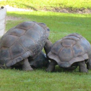 ALDABRA BREEDER