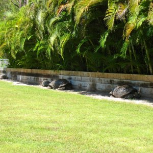 ALDABRA BREEDER