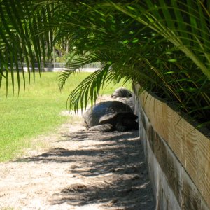 ALDABRA BREEDER