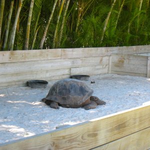 ALDABRA BREEDER
