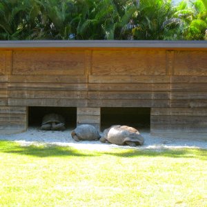 ALDABRA BREEDER