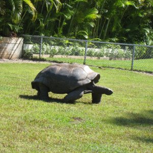 ALDABRA BREEDER