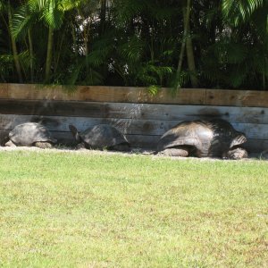 ALDABRA BREEDER