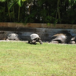 ALDABRA BREEDER