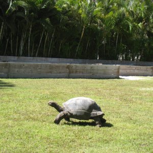 ALDABRA BREEDER