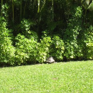 ALDABRA BREEDER