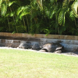 ALDABRA BREEDER