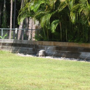ALDABRA BREEDER