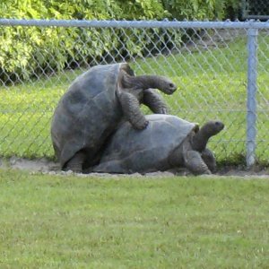 ALDABRA BREEDER