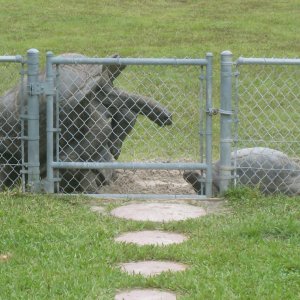 ALDABRA BREEDER
