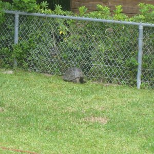 ALDABRA BREEDER