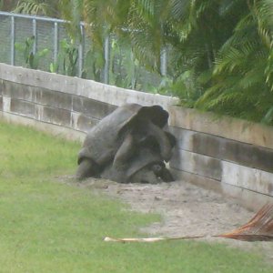 ALDABRA BREEDER