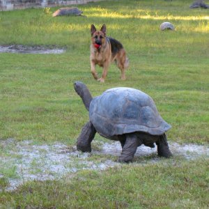 ALDABRA BREEDER