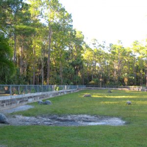 ALDABRA BREEDER