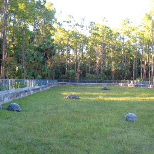 ALDABRA BREEDER