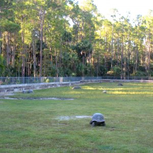 ALDABRA BREEDER