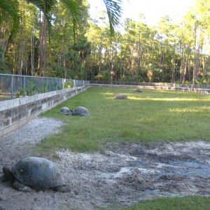 ALDABRA BREEDER