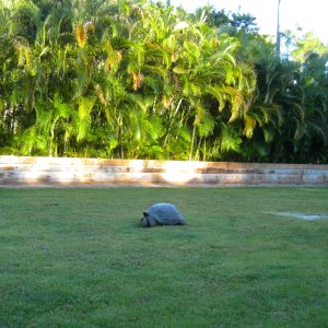 ALDABRA BREEDER
