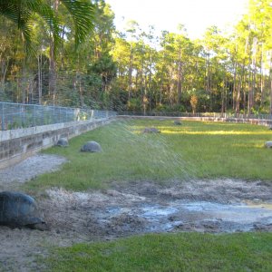 ALDABRA BREEDER