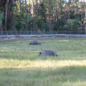 ALDABRA BREEDER
