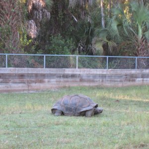 ALDABRA BREEDER